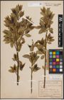 Foto von Salix fragilis L.